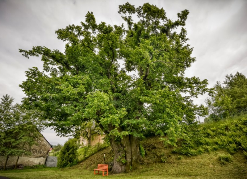 Foto: Nadace Partnerství, Marek Olbrzymek