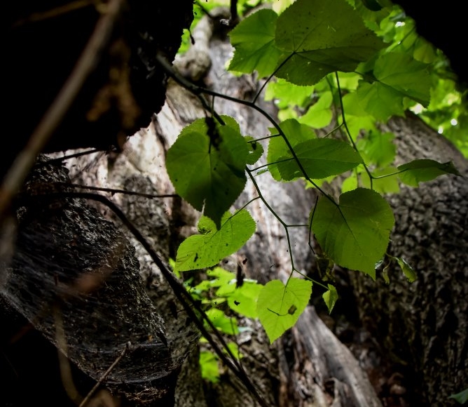 Foto: Nadace Partnerství, Marek Olbrzymek