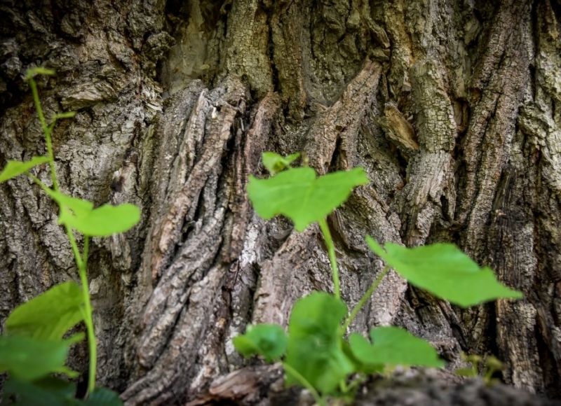 Foto: Nadace Partnerství, Marek Olbrzymek