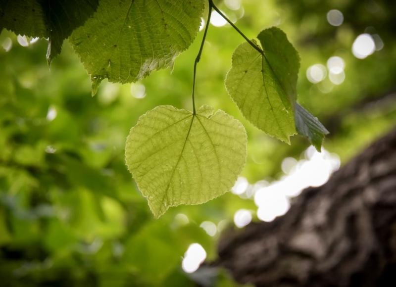 Foto: Nadace Partnerství, Marek Olbrzymek