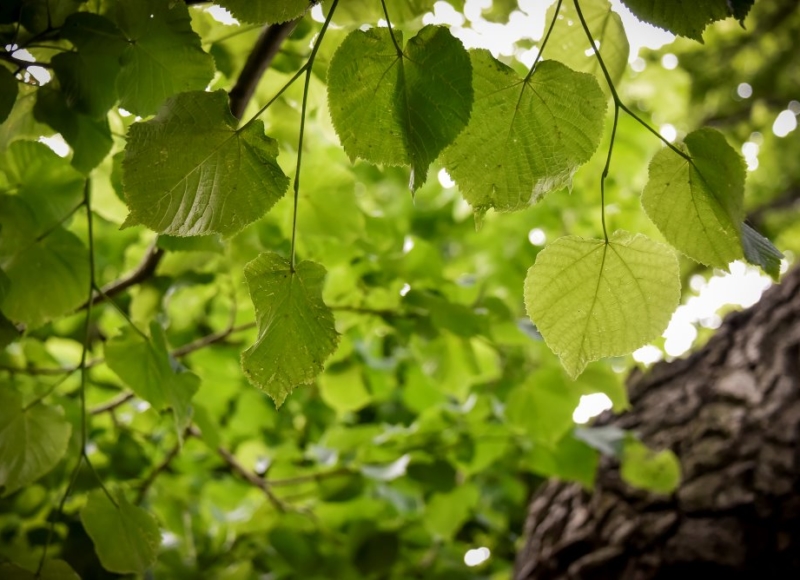 Foto: Nadace Partnerství, Marek Olbrzymek