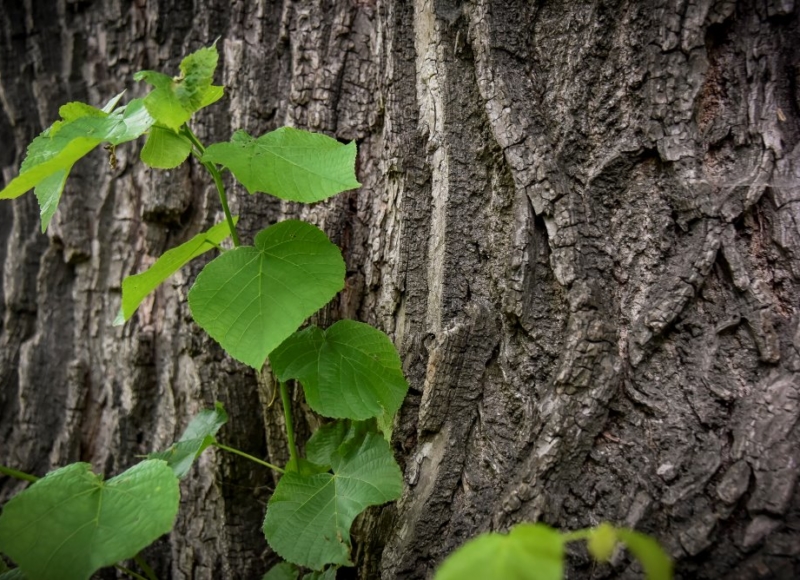 Foto: Nadace Partnerství, Marek Olbrzymek