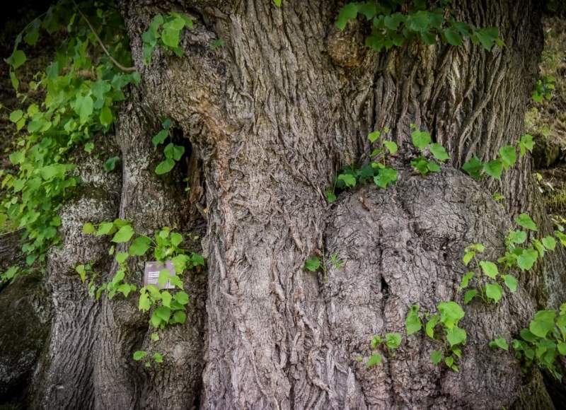 Foto: Nadace Partnerství, Marek Olbrzymek