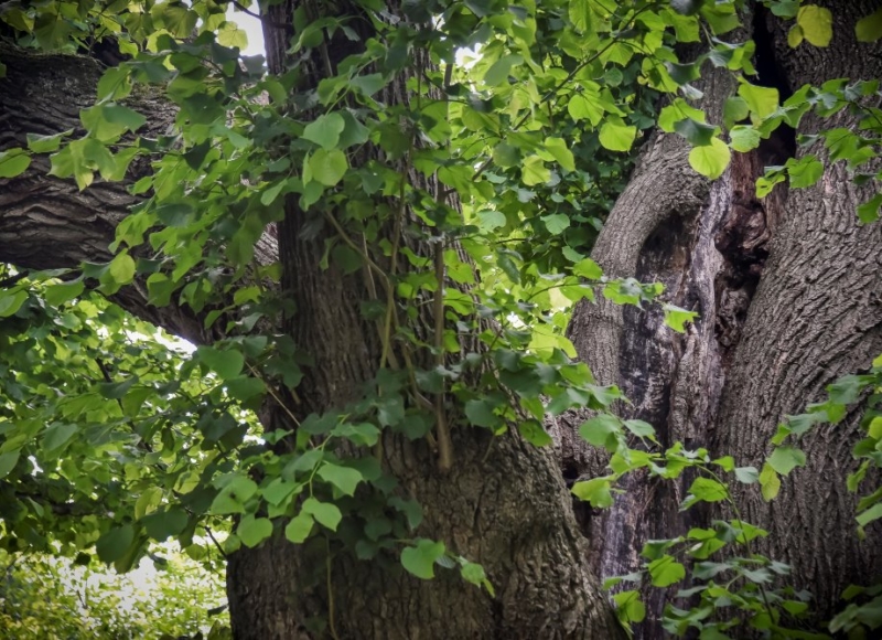 Foto: Nadace Partnerství, Marek Olbrzymek