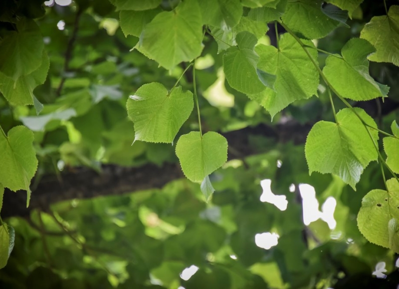 Foto: Nadace Partnerství, Marek Olbrzymek